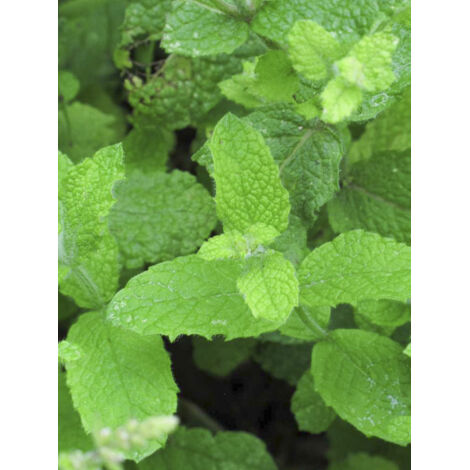 Menthe 'Applefruit' Godet de 8/9 cm