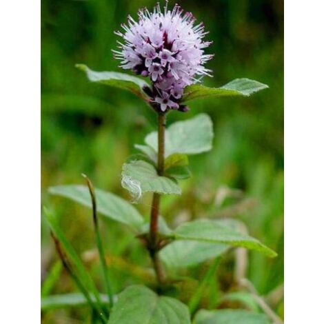 Menthe aquatique Godet de 8/9 cm