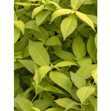 Menthe arbustive japonaise 'Golden Angel' Godet de 8/9 cm