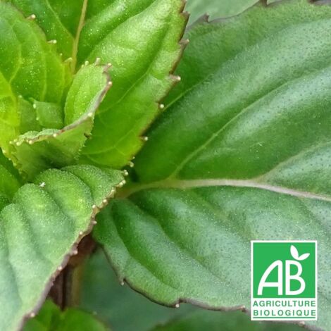 Menthe basilic BIO/Godet