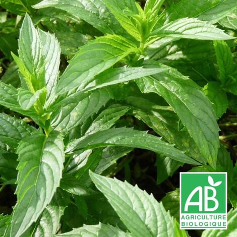 Menthe chinoise BIO/Godet