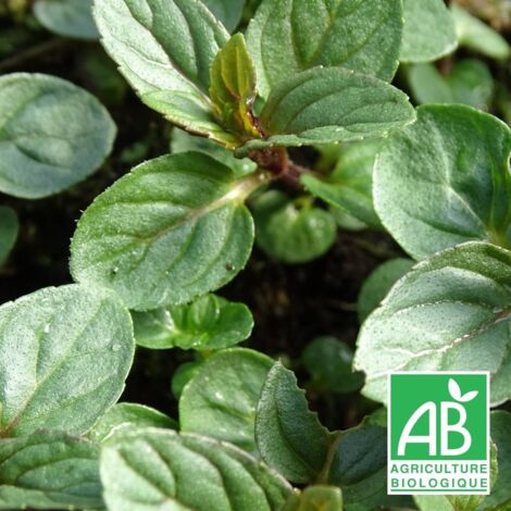 Menthe Chocolat BIO/Lot de 5 godets
