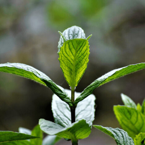 Menthe Chocolate - Prêt à consommer/Pot de 1,5L - 10/20 cm