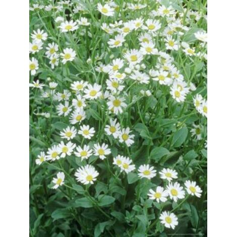 Menthe-coq Godet de 7/8 cm