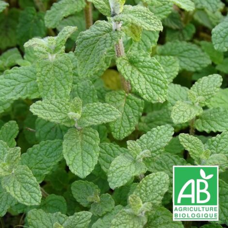 Menthe de Gattefossé BIO