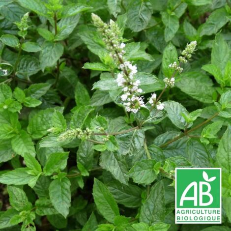 Menthe de Malaygues BIO/Godet