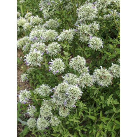 Menthe des montagnes Godet de 8/9 cm