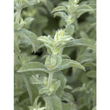 Menthe duveteuse Godet de 8/9 cm