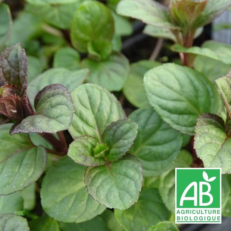 Menthe Eau de Cologne BIO/Lot de 5 godets - Rose