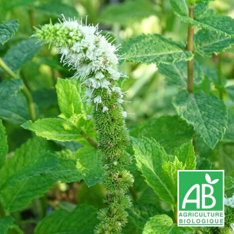 Menthe Espagnole - Sans traitement/Godet - 5/20 cm