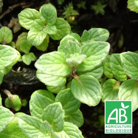 Menthe grise BIO/Lot de 9 godets