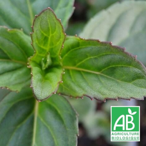 Menthe lavande BIO/Godet