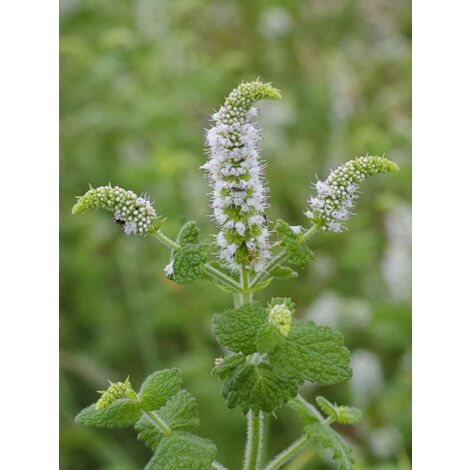 Menthe odorante Godet de 8/9 cm