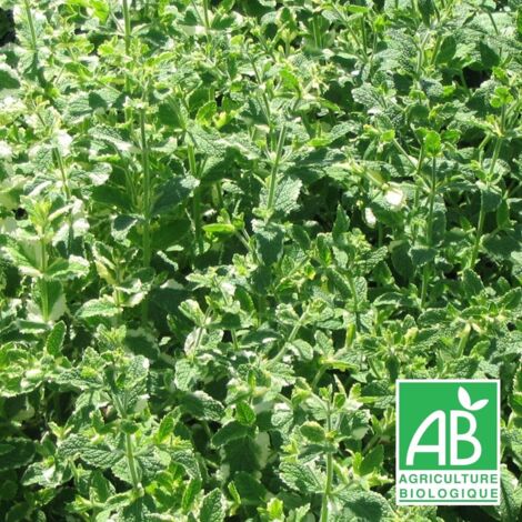 Menthe odorante Variegata BIO/Godet