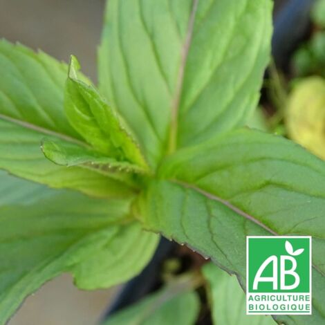 Menthe orange BIO/Godet