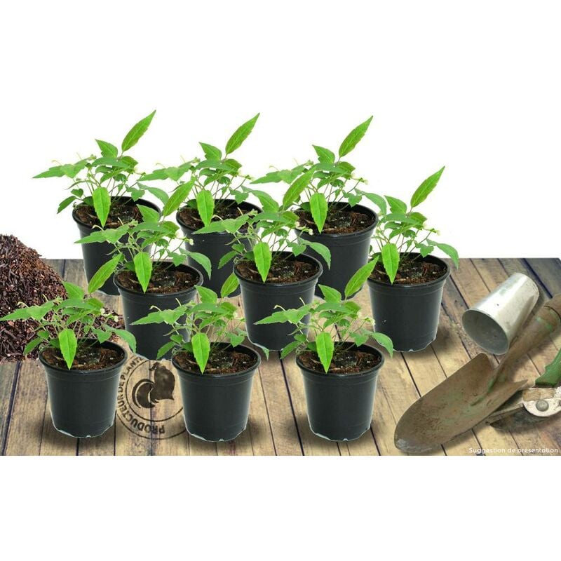 Plantes Avenue - Menthe poivrée Citrata | Conditionnement: Lot de 9 godets