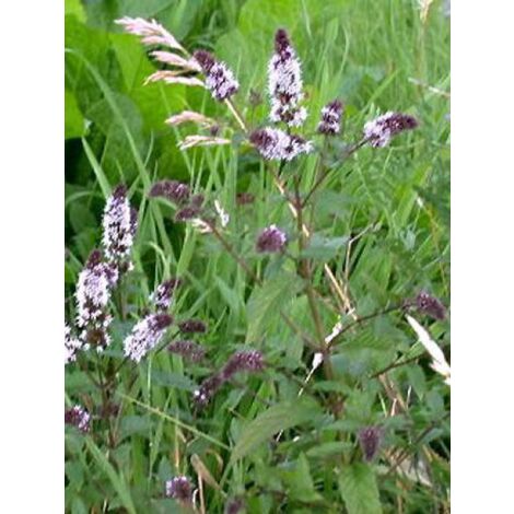 Menthe poivrée Godet de 8/9 cm