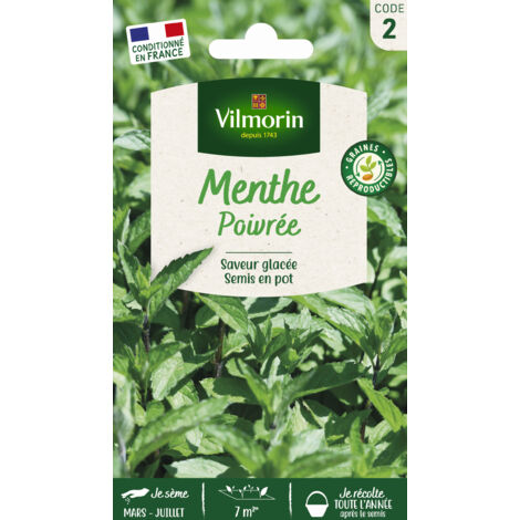 Menthe poivrée – Semis de mars à juillet en pots – Grandes feuilles gaufrées – Parfum intense et rafraîchissant – Vilmorin