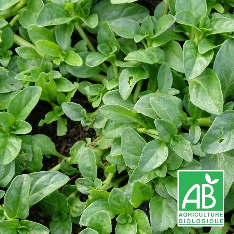 Menthe pouliot BIO/Lot de 5 godets