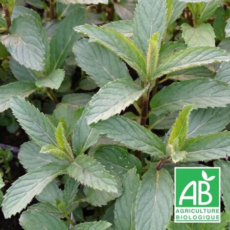 Menthe Priluskaja BIO/Godet