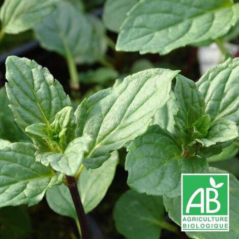 Menthe Réglisse BIO/Lot de 3 godets