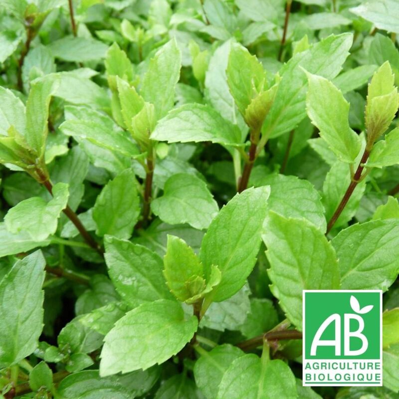 Menthe Suisse BIO/Lot de 3 godets - Rose