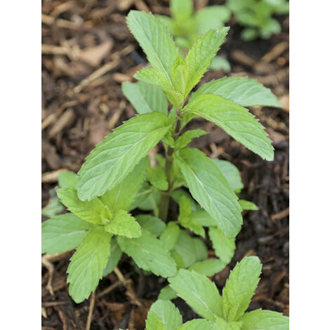 Menthe 'Swiss' Godet de 8/9 cm