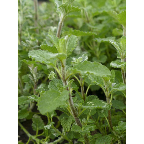 Menthe verte 'Fraise' Godet de 7/8 cm