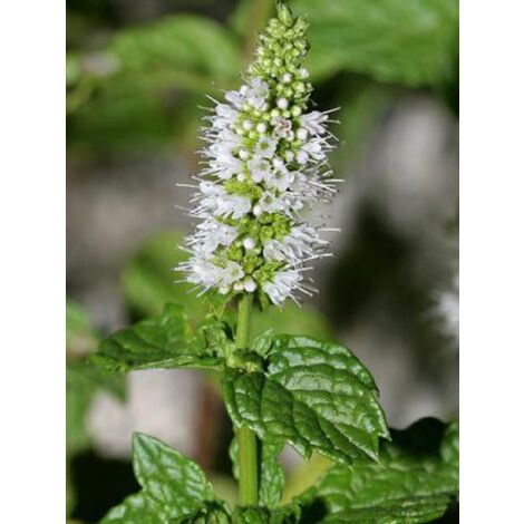 Menthe verte Godet de 8/9 cm
