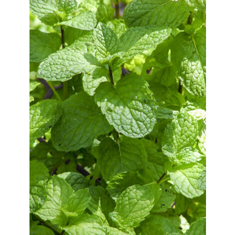 Menthe verte 'Hollywood' Pot de 10 cm/11cm