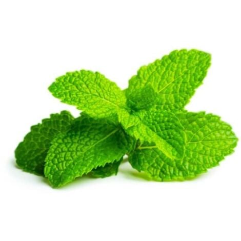 Menthe Verte (Mentha Spicata) - Godet - Taille 13/25cm