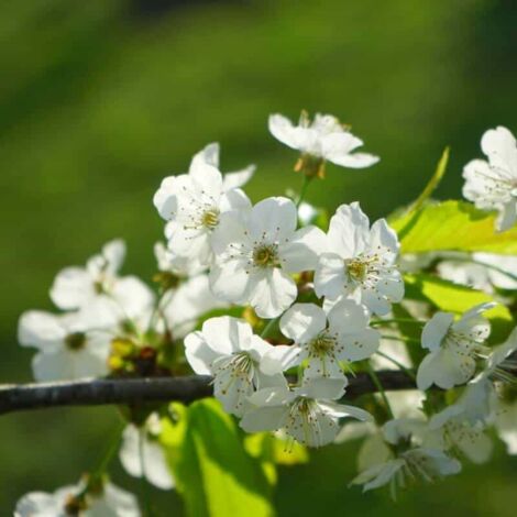 Merisier Commun ou Merisier des Oiseaux (Prunus Avium)