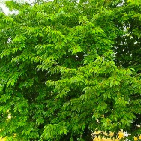 Merisier (Prunus avium)