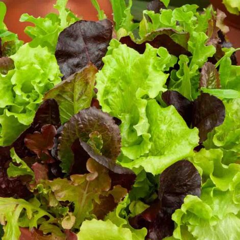 Mesclun Doux Vilmorin