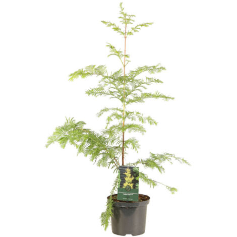 Méta-séquoia Amber Glow - Metasequoia glyptostroboides Amber Glow Pot 2,5L