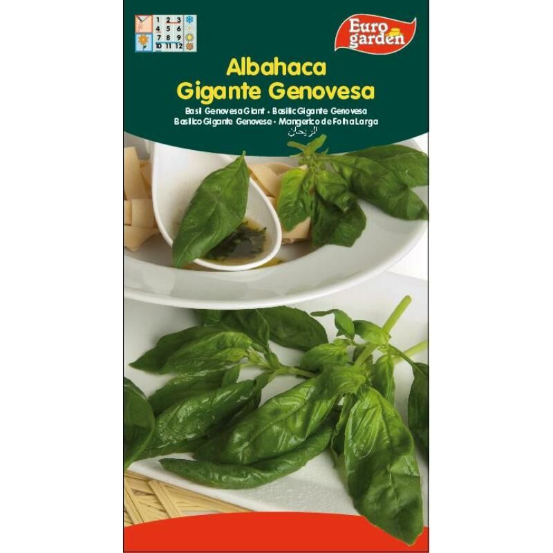 

semillas fito aromaticas albahaca gigante genovesa 01710 (caja 10 unidades) - Mibricotienda