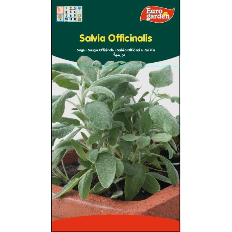 

semillas fito aromaticas salvia officinalis 02607 (caja 10 unidades) - Mibricotienda
