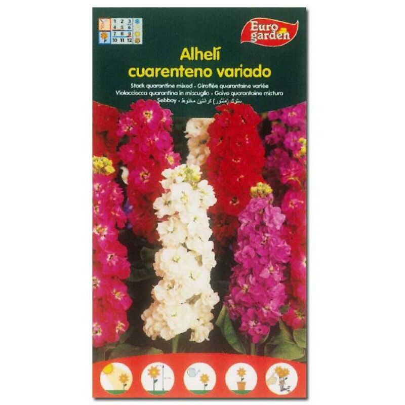 

semillas fito flores alheli cuarenteno 00508 (caja 10 unidades) - Mibricotienda