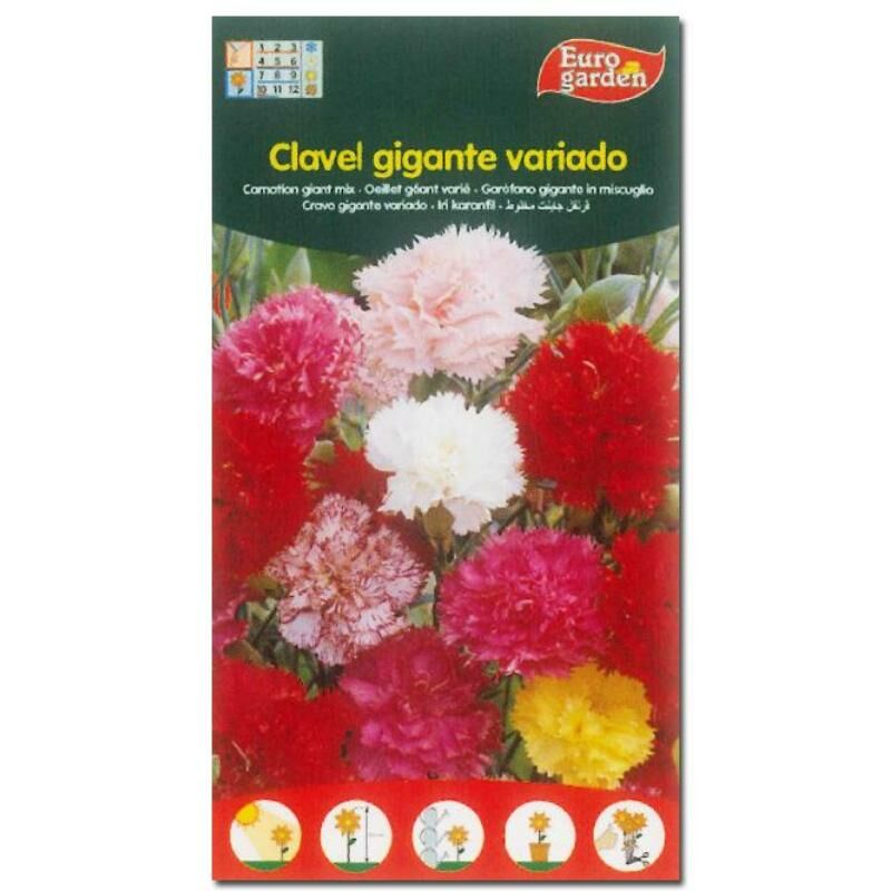 

semillas fito flores clavel gigante variado 00615 (caja 10 unidades) - Mibricotienda