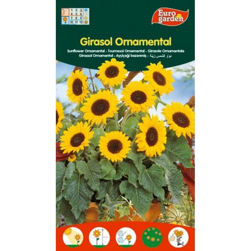 

semillas fito flores girasol ornamental 04333 (caja 10 unidades) - Mibricotienda