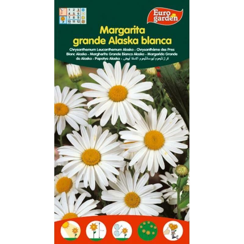 

semillas fito flores margarita grande de alaska blanca 00577 (caja 10 unidades) - Mibricotienda