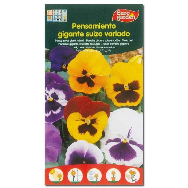 

semillas fito flores pensamiento gigante suizo variado 00596 (caja 10 unidades) - Mibricotienda