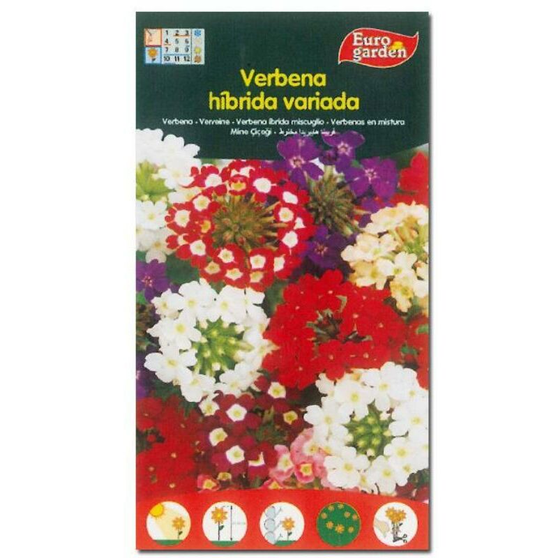 

semillas fito flores verbena hibrida variada 00606 (caja 10 unidades) - Mibricotienda