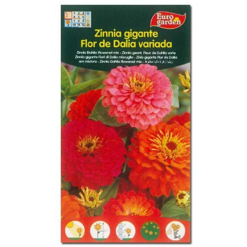 

MIBRICOTIENDA semillas fito flores zinnia gigante flor de dalia variada 00607 (caja 10 unidades)