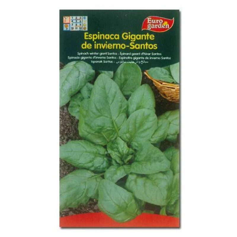 

semillas fito horticolas espinaca g. invierno santos 00114 (caja 10 unidades) - Mibricotienda