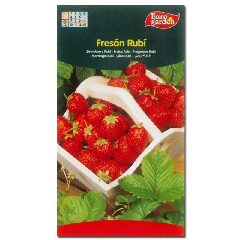 

semillas fito horticolas freson rubi 01697 (caja 10 unidades) - Mibricotienda