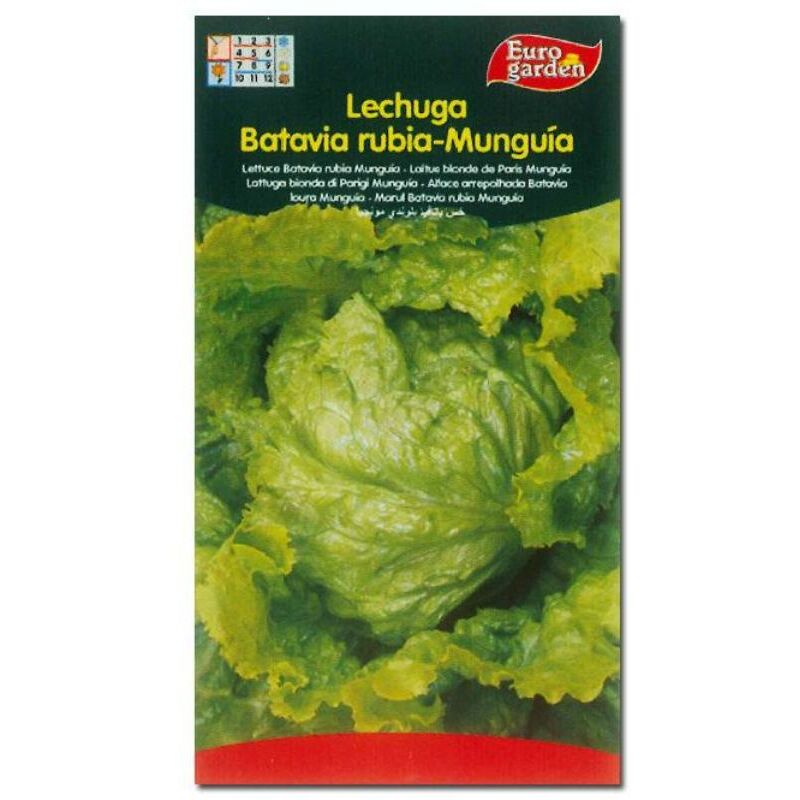 

semillas fito horticolas lechuga bat. rubia munguia 00206 (caja 10 unidades) - Mibricotienda