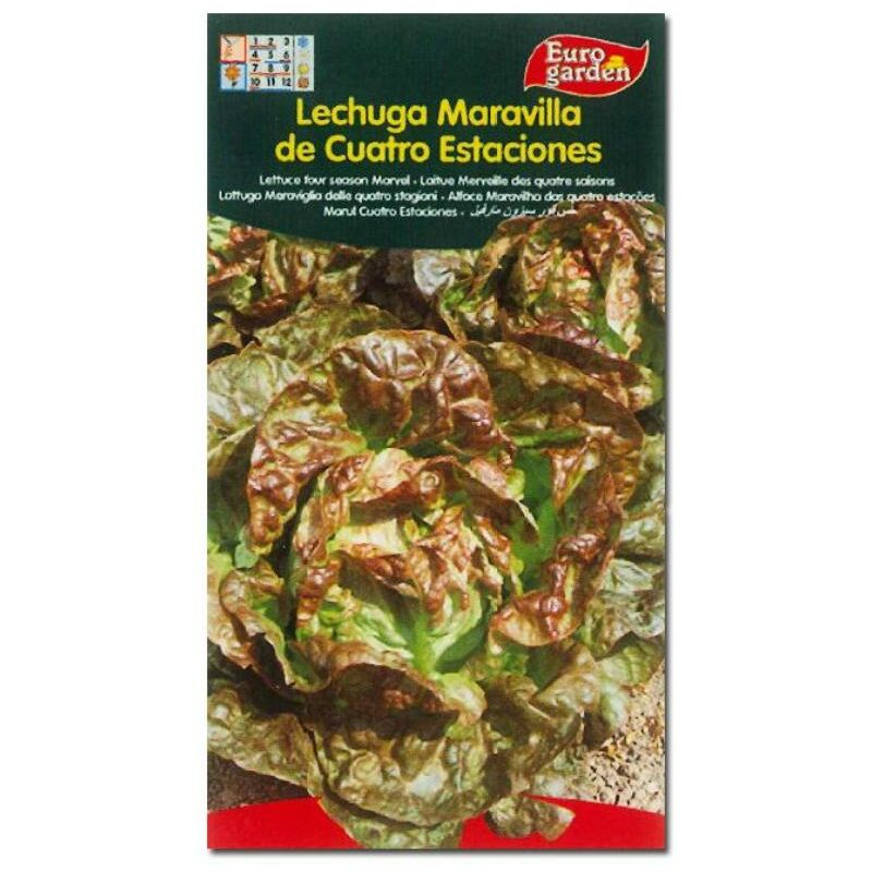 

semillas fito horticolas lechuga maravilla 4 estaciones 00211 (caja 10 unidades) - Mibricotienda