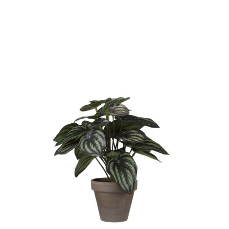 Mica Kunstpflanze Peperomia dunkelgrün, 24 x 23 cm Kunstpflanzen