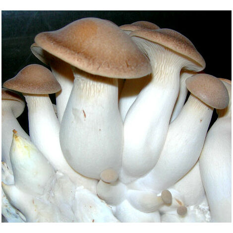 Micelio en Grano de Pleurotus Eryngii, SETA de Cardo. 1 Kilo. Semillas
